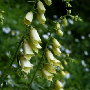 Digitalis grandiflora